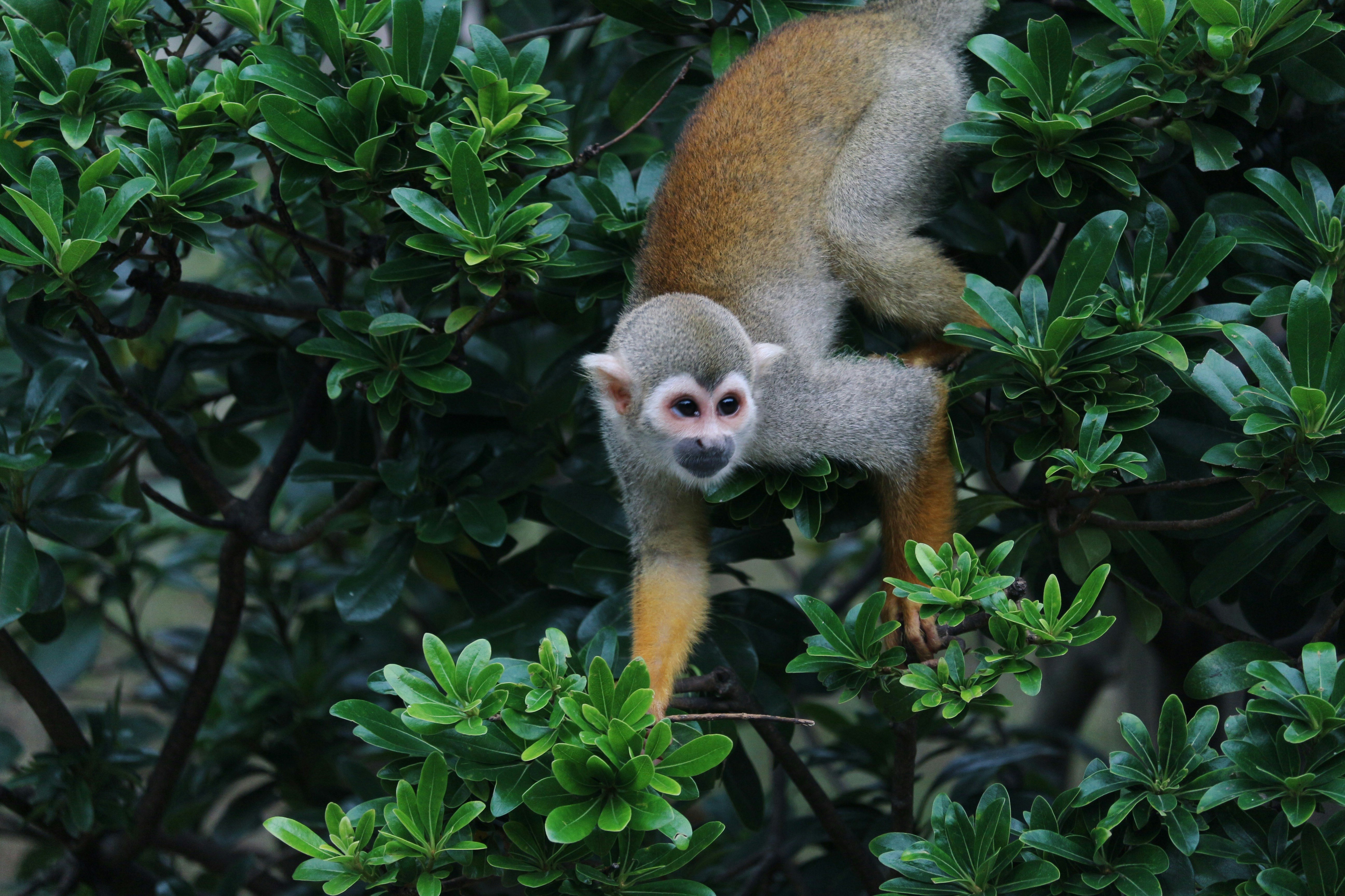 brown monkey crawling on green plants